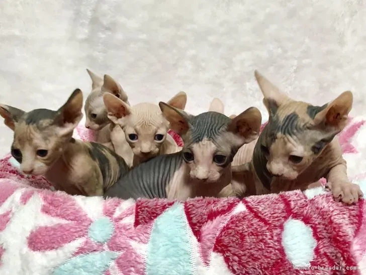 信頼できるスフィンクス 猫 ブリーダー 埼玉で理想の子猫を見つける